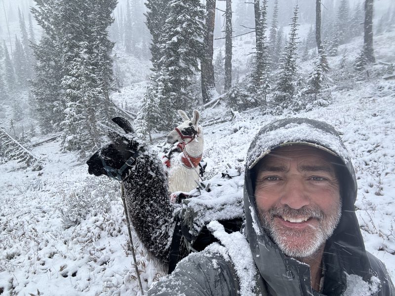 Two pack llamas, one black and one white, on a snowy mountain trail