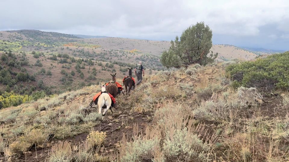 Pack llamas following a handler along a sagebrush ridge